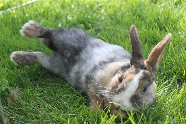 Kanin Madame Madea billede 12