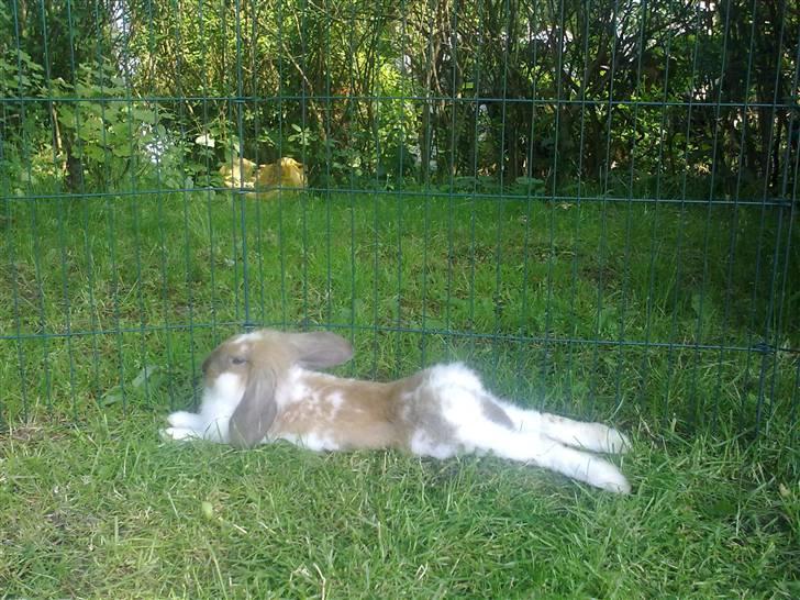 Kanin Paf 's Don Hip - SOLGT og SAVNET<3 - Afslapning i solen efter springtræning:) Foto: Mig billede 2