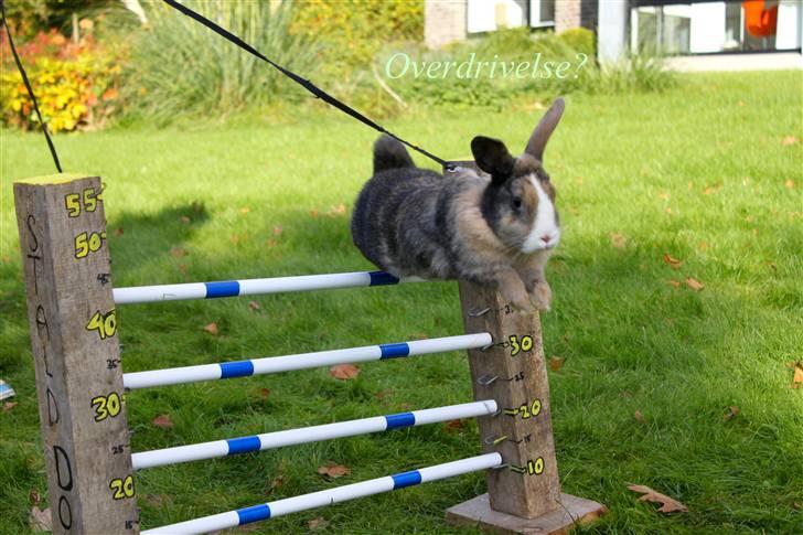 Kanin Madame Madea billede 13