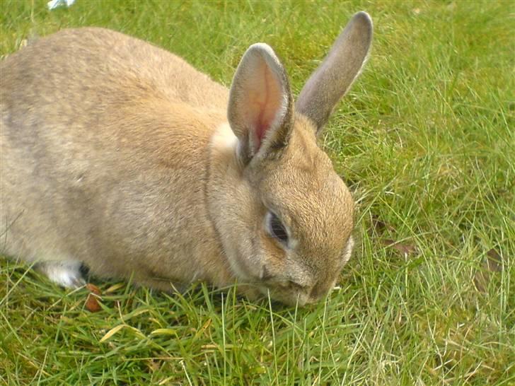 Kanin Stampe billede 1