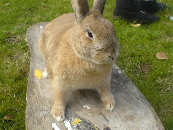 Kanin Stampe billede 2