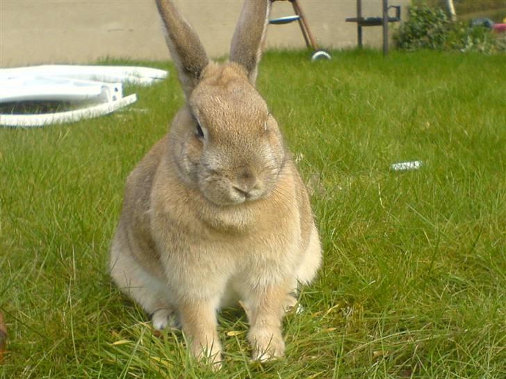Kanin Stampe billede 4