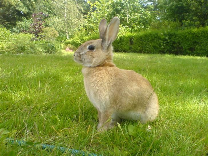 Kanin Stampe billede 5