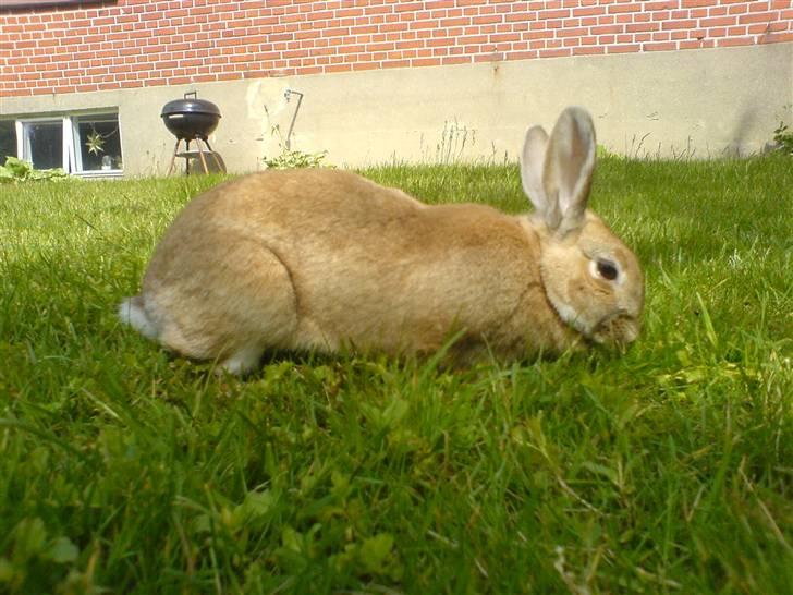 Kanin Stampe billede 6