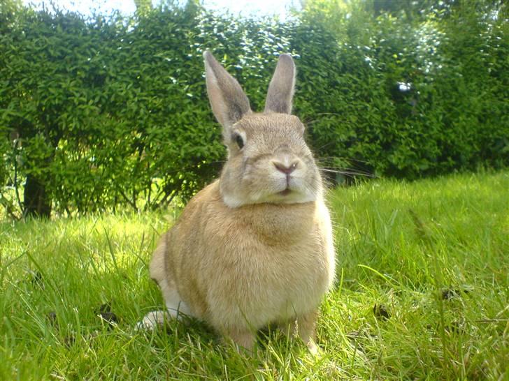 Kanin Stampe billede 7