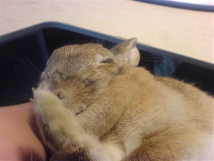 Kanin Stampe - Hun sover det lille skind<3.. billede 8
