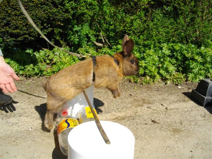 Kanin Kajo billede 18