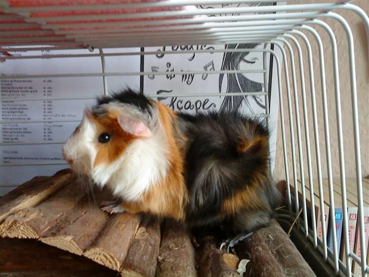 Marsvin Macoon billede 7