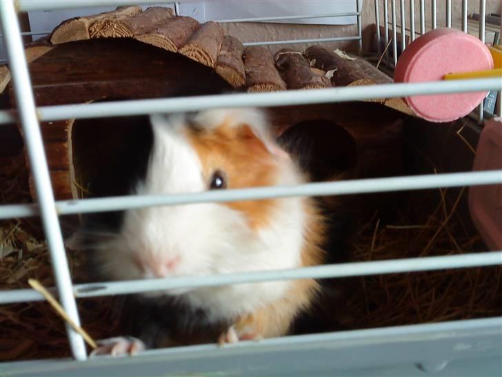 Marsvin Macoon billede 8