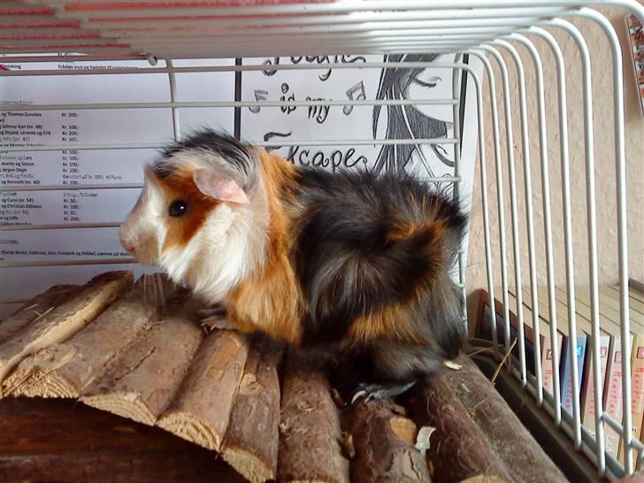 Marsvin Macoon billede 9