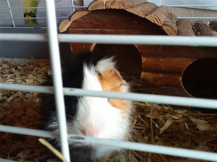 Marsvin Macoon billede 10