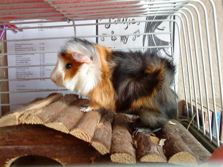 Marsvin Macoon billede 11