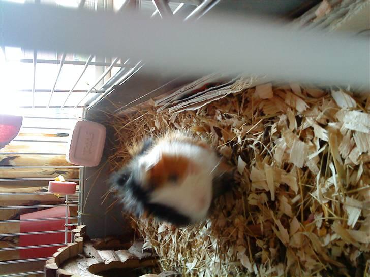 Marsvin Macoon billede 12