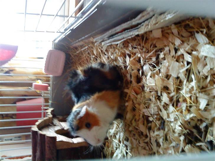 Marsvin Macoon billede 13