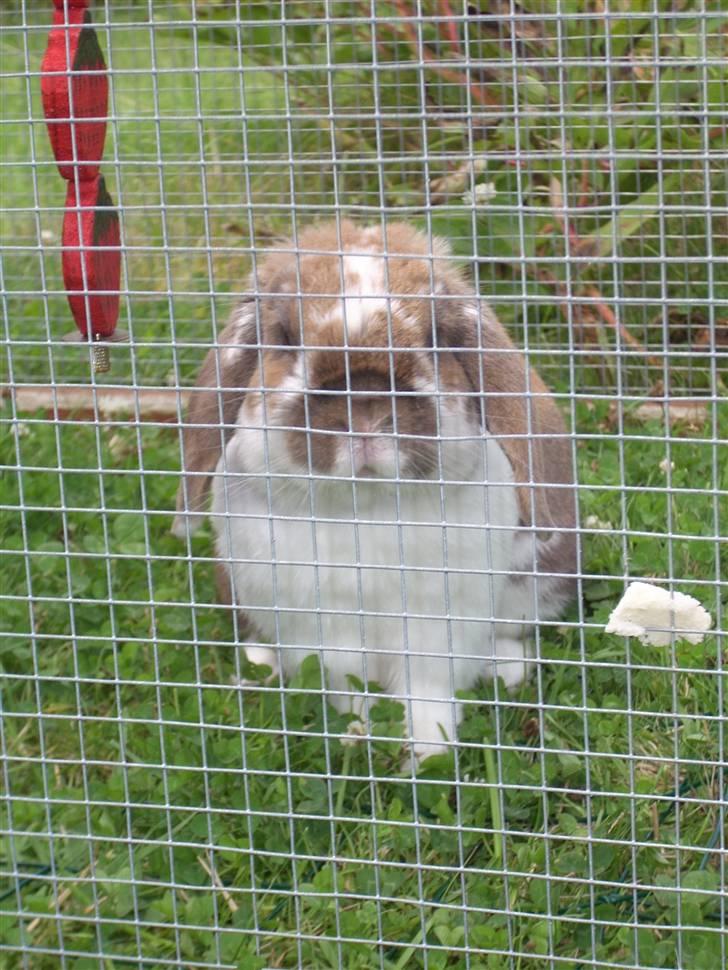 Kanin : Mr. Junior - rip /'; <3 - manne i løbegården hos min mor :) billede 16