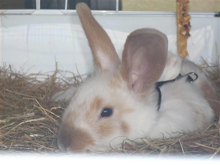 Kanin :  Tinets Pancake(L). - så er han træt ´o; efter en hård omgang hopning :b´ billede 8