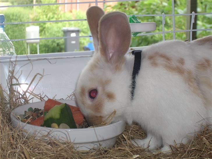 Kanin :  Tinets Pancake(L). - han elsker stadig sin madskål :D billede 9