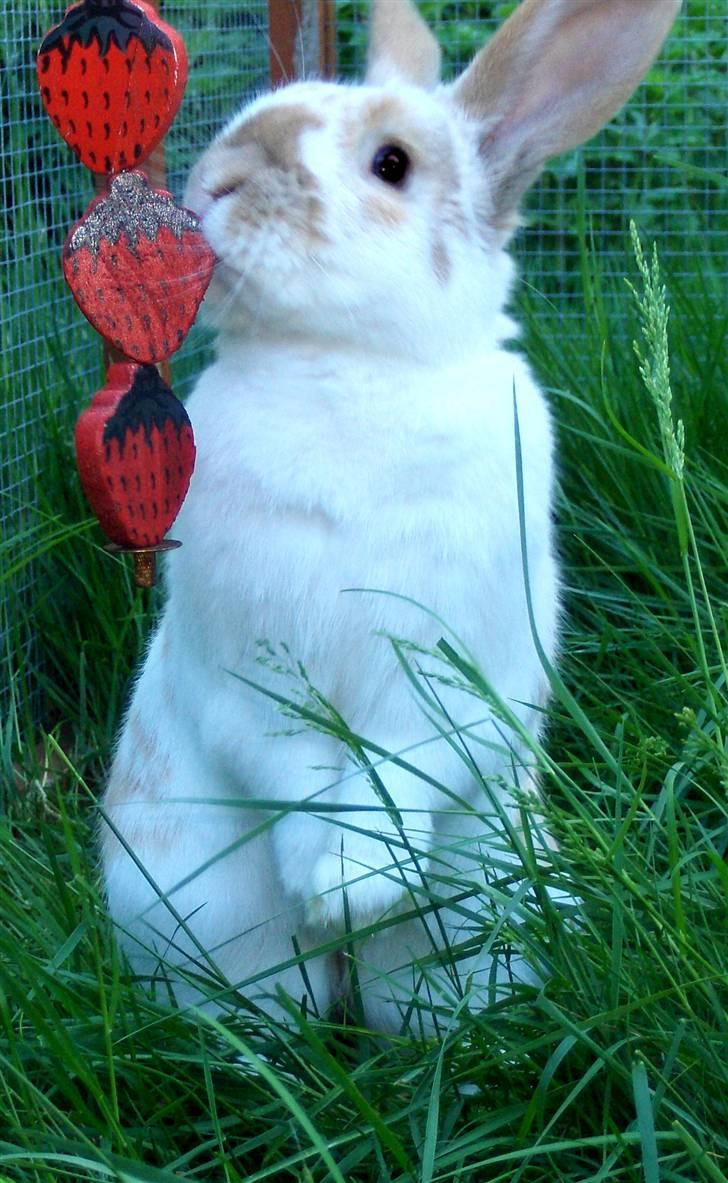 Kanin :  Tinets Pancake(L). - min baby i: <3 billede 10