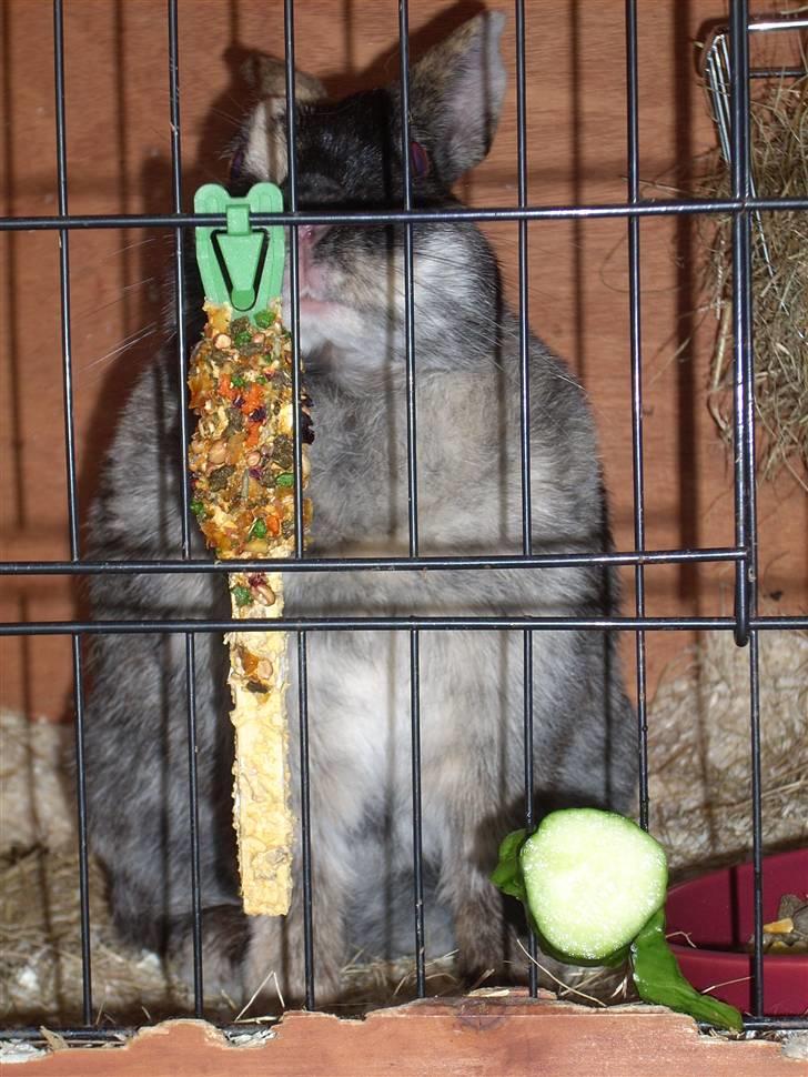 Kanin : Jennie. :'D - en meget stor kanin :D <3 billede 6