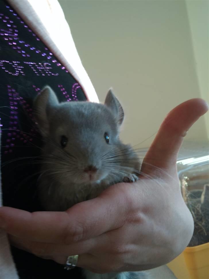 Chinchilla Amaiya <3 solgt billede 13