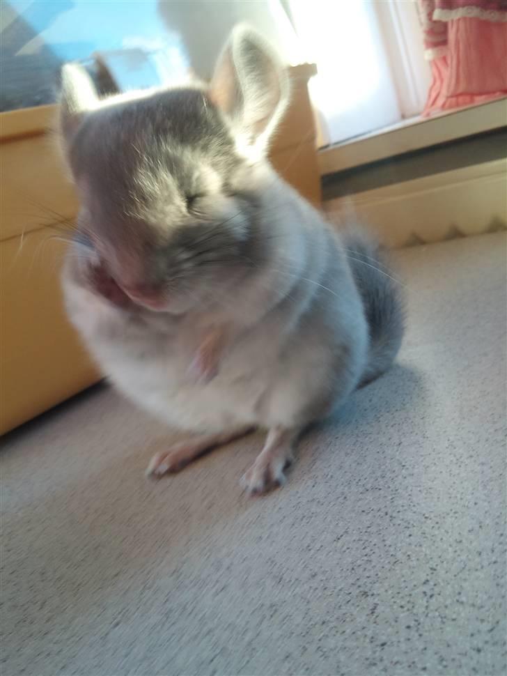 Chinchilla Amaiya <3 solgt billede 14