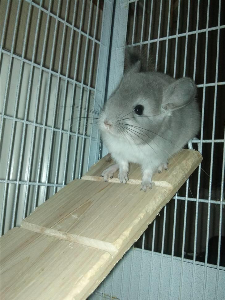 Chinchilla Amaiya <3 solgt billede 15