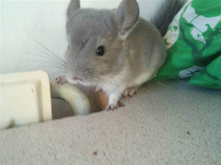 Chinchilla Amaiya <3 solgt billede 16