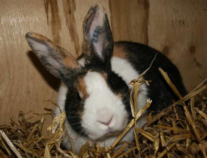 Kanin Mimrelunds Purple Rain billede 1