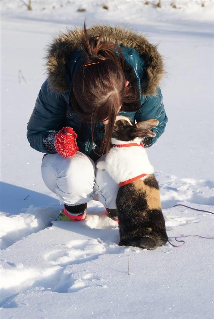 Kanin Mimrelunds Purple Rain billede 2