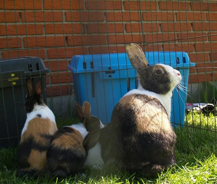 Kanin Mimrelunds Purple Rain billede 4