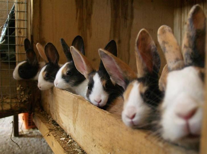 Kanin Mimrelunds Purple Rain billede 5