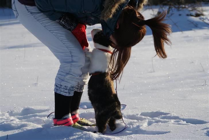 Kanin Mimrelunds Purple Rain billede 6