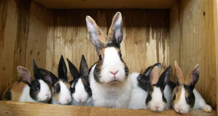 Kanin Mimrelunds Purple Rain - Purple og hendes andet kuld :) billede 7