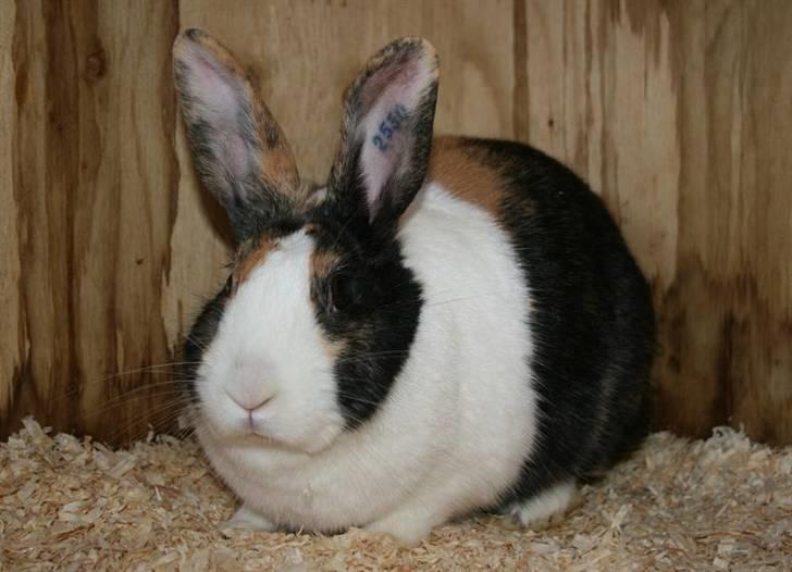 Kanin Mimrelunds Purple Rain billede 8