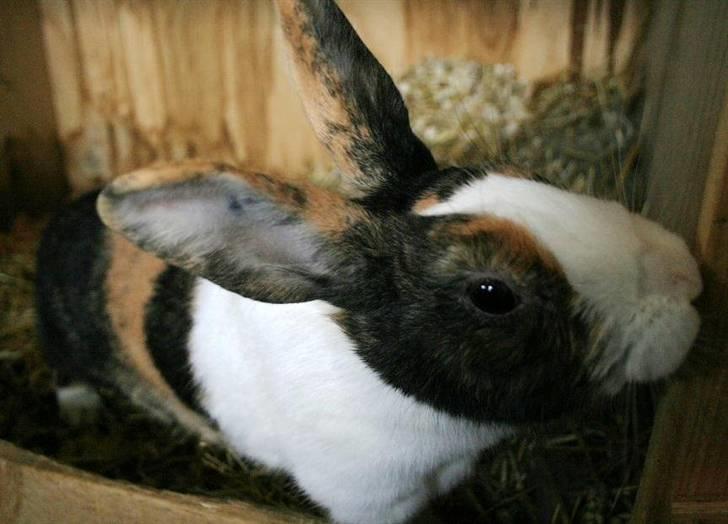 Kanin Mimrelunds Purple Rain billede 9