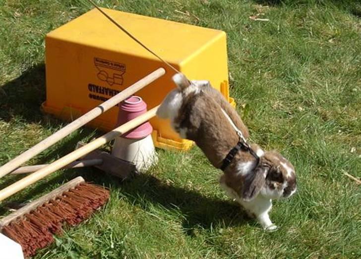 Kanin : Mr. Junior - rip /'; <3 - han bruger sit talent fornuftigt ;D  billede 17