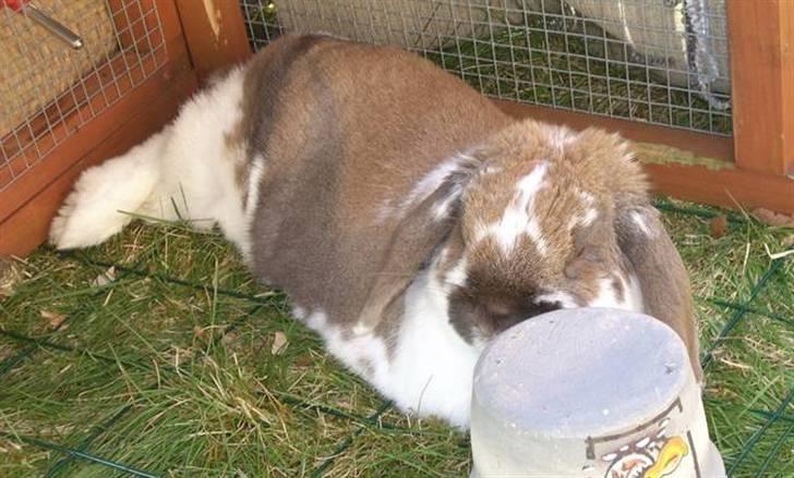Kanin : Mr. Junior - rip /'; <3 - I løbegården hos min mor :) billede 18