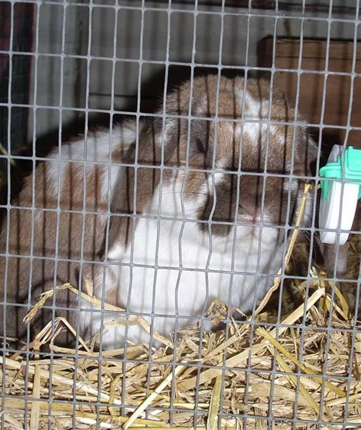 Kanin : Mr. Junior - rip /'; <3 - manne i sit største bur. :) billede 19