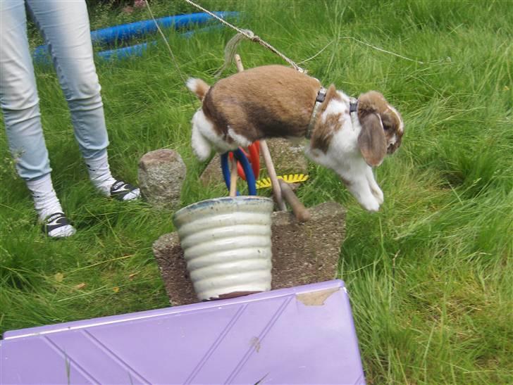 Kanin : Mr. Junior - rip /'; <3 - spriiiing manne :D  billede 20