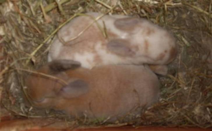 Kanin :  Tinets Pancake(L). - Panne og hans søster browny ca. 5 dage gamle. :) billede 11