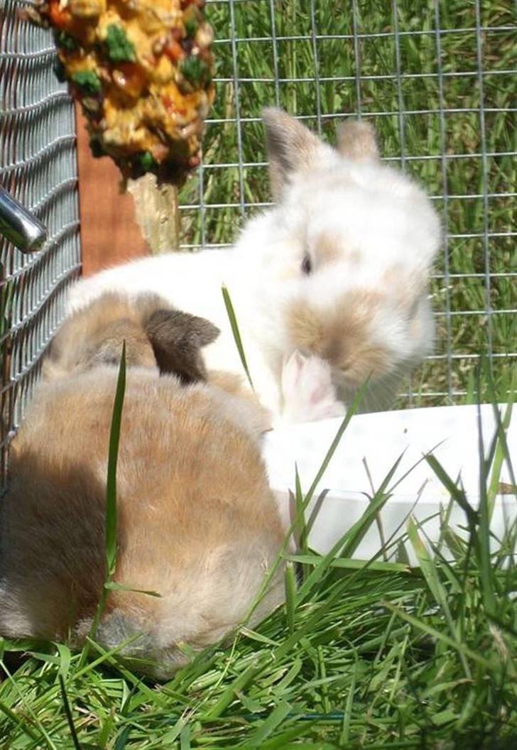 Kanin :  Tinets Pancake(L). - han pusser føder :D? billede 12