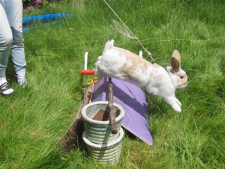 Kanin :  Tinets Pancake(L). - spriiiing panne :D billede 13