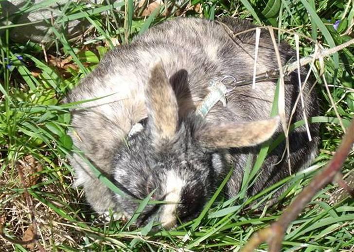 Kanin : Jennie. :'D - jennie i sele xD hun er ikke så god til at være i sele da hun meget nemt kan åbne dem :o billede 7