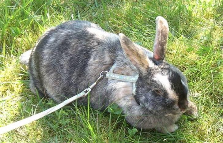 Kanin : Jennie. :'D - jennie i sele xD hun er ikke så god til at være i sele da hun meget nemt kan åbne dem :o billede 8