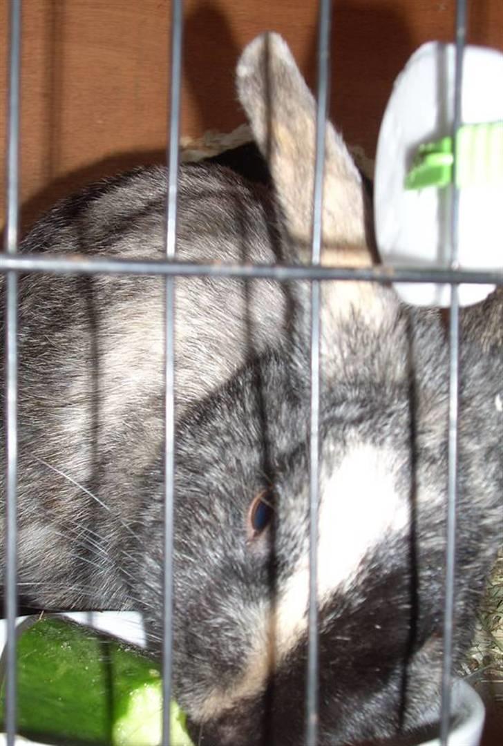 Kanin : Jennie. :'D - så spiser hun lige agurk :D´ billede 9