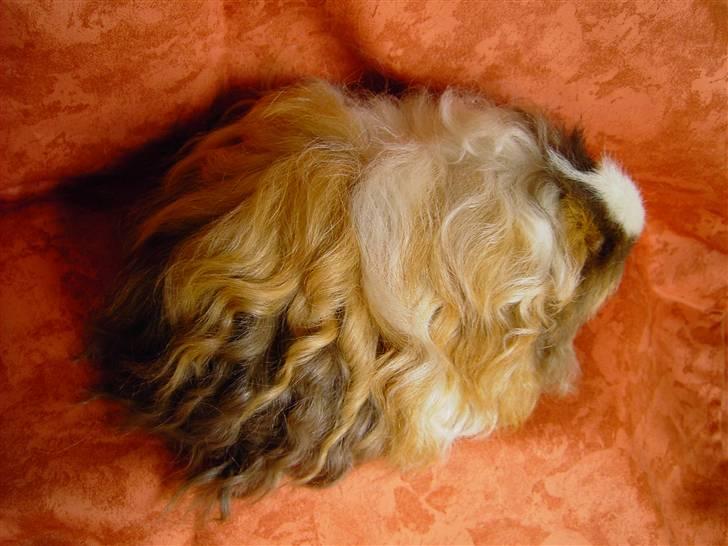 Marsvin Berta - Berta i fuld pels ovenfra billede 2