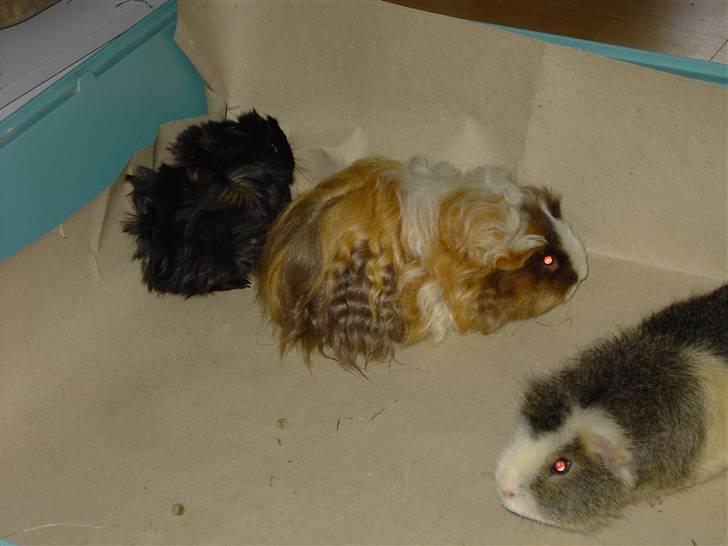 Marsvin Berta - Berta i løbegård billede 3