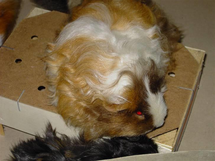 Marsvin Berta - Berta i løbegård billede 4