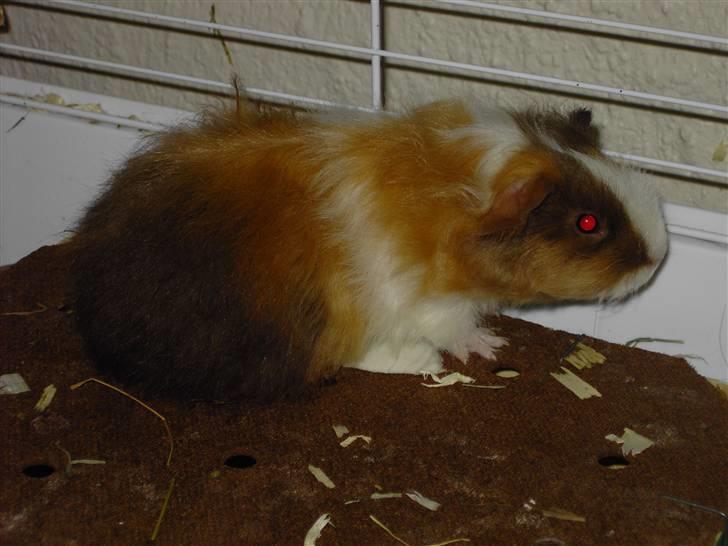 Marsvin Berta - Berta som baby inden hun fik alle de fine krøller billede 5