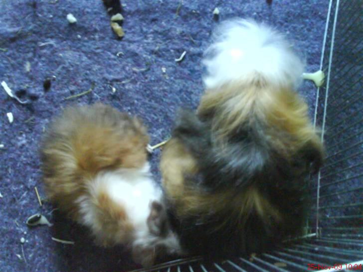 Marsvin Berta - Berta med mor Quieenie billede 6